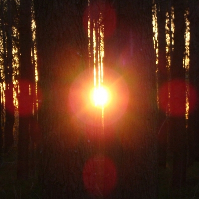 orb lemurisch bos 2016 (vierkant).jpg